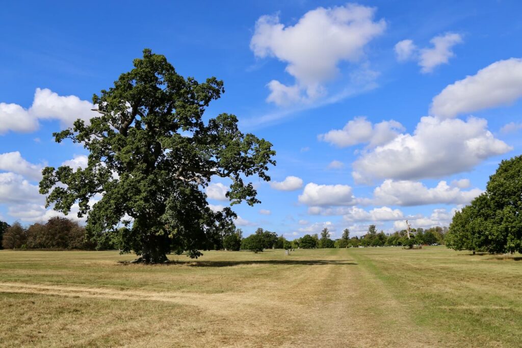 Blenheim Palace Park. A lovely dog friendly walk in Oxfordshire