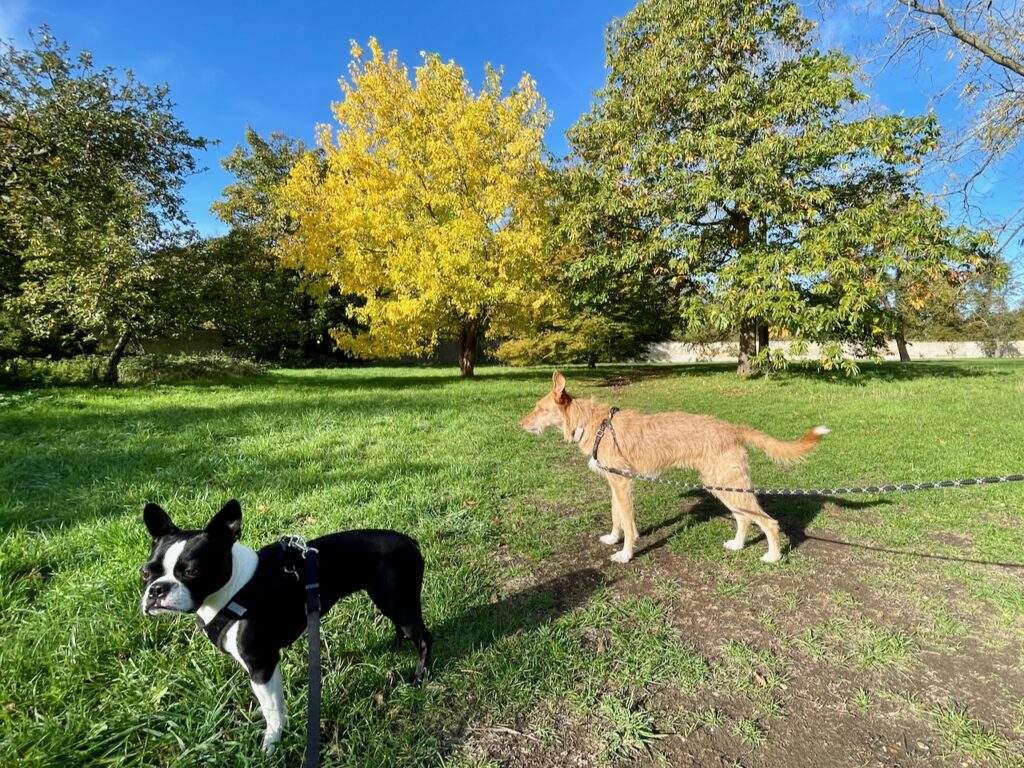 dog walk in Cambridgeshire