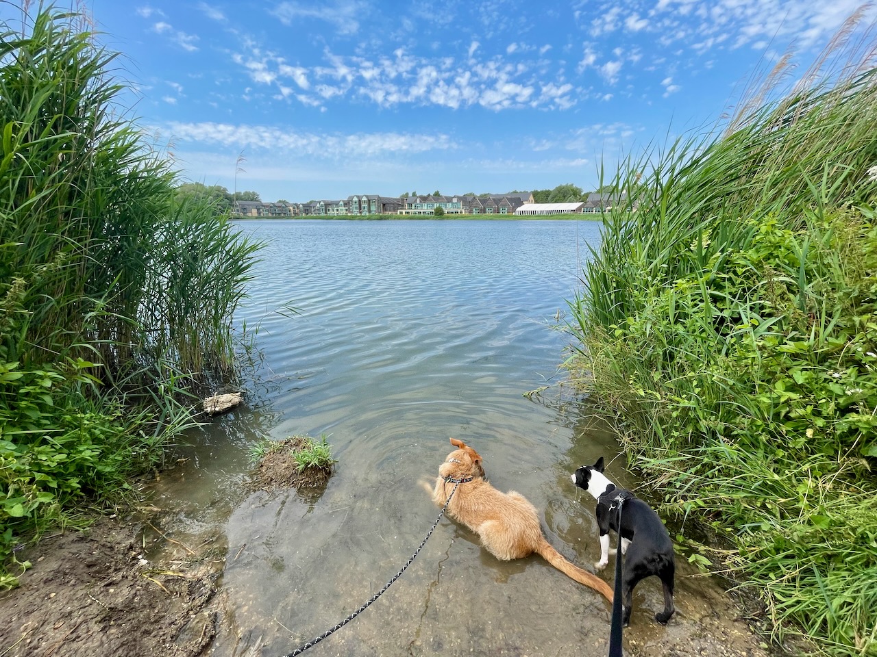 Dog Walk in Cotswold Water Park, great hike in nature