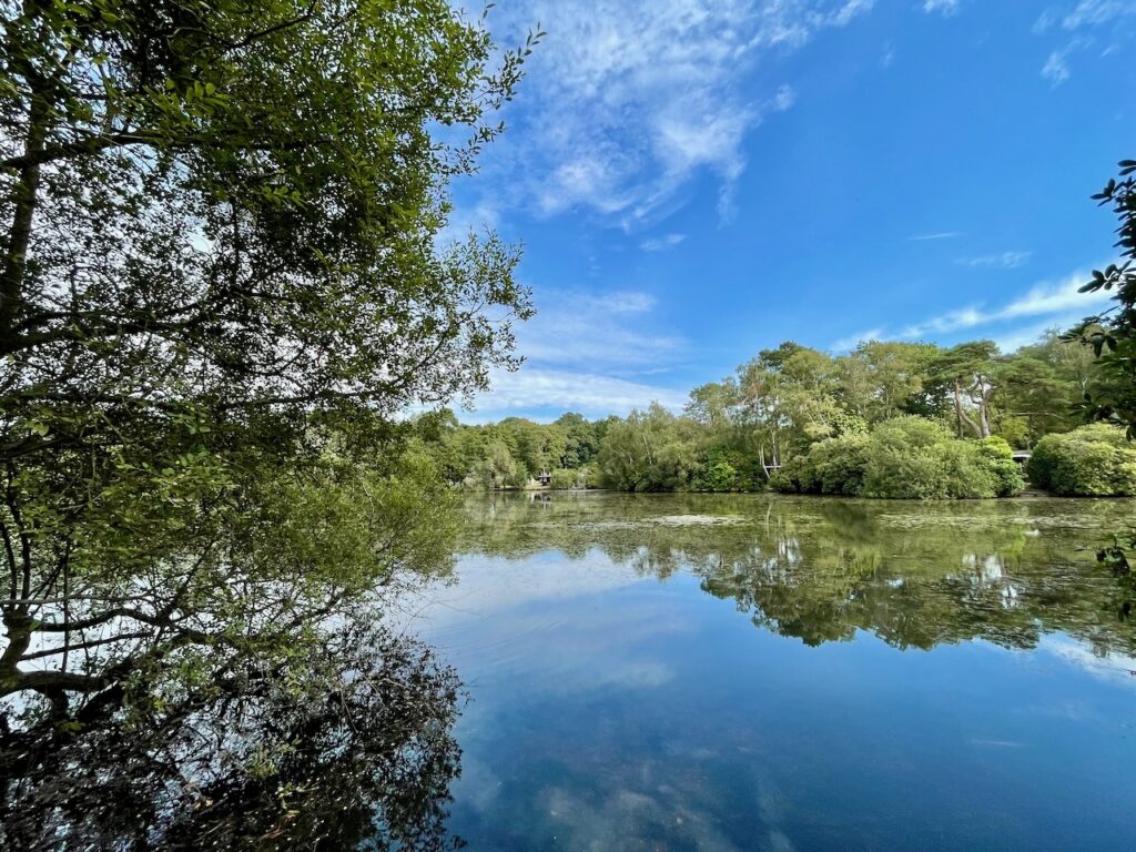 Exploring California Country Park, an awesome dog walk in Wokingham