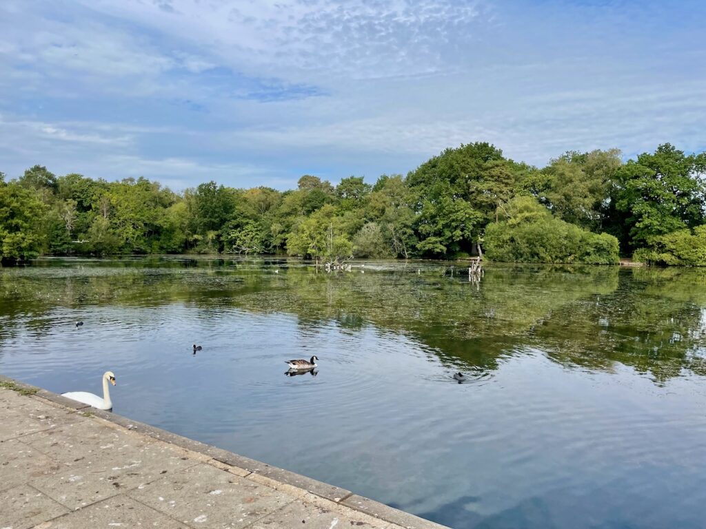 Exploring California Country Park, an awesome dog walk in Wokingham