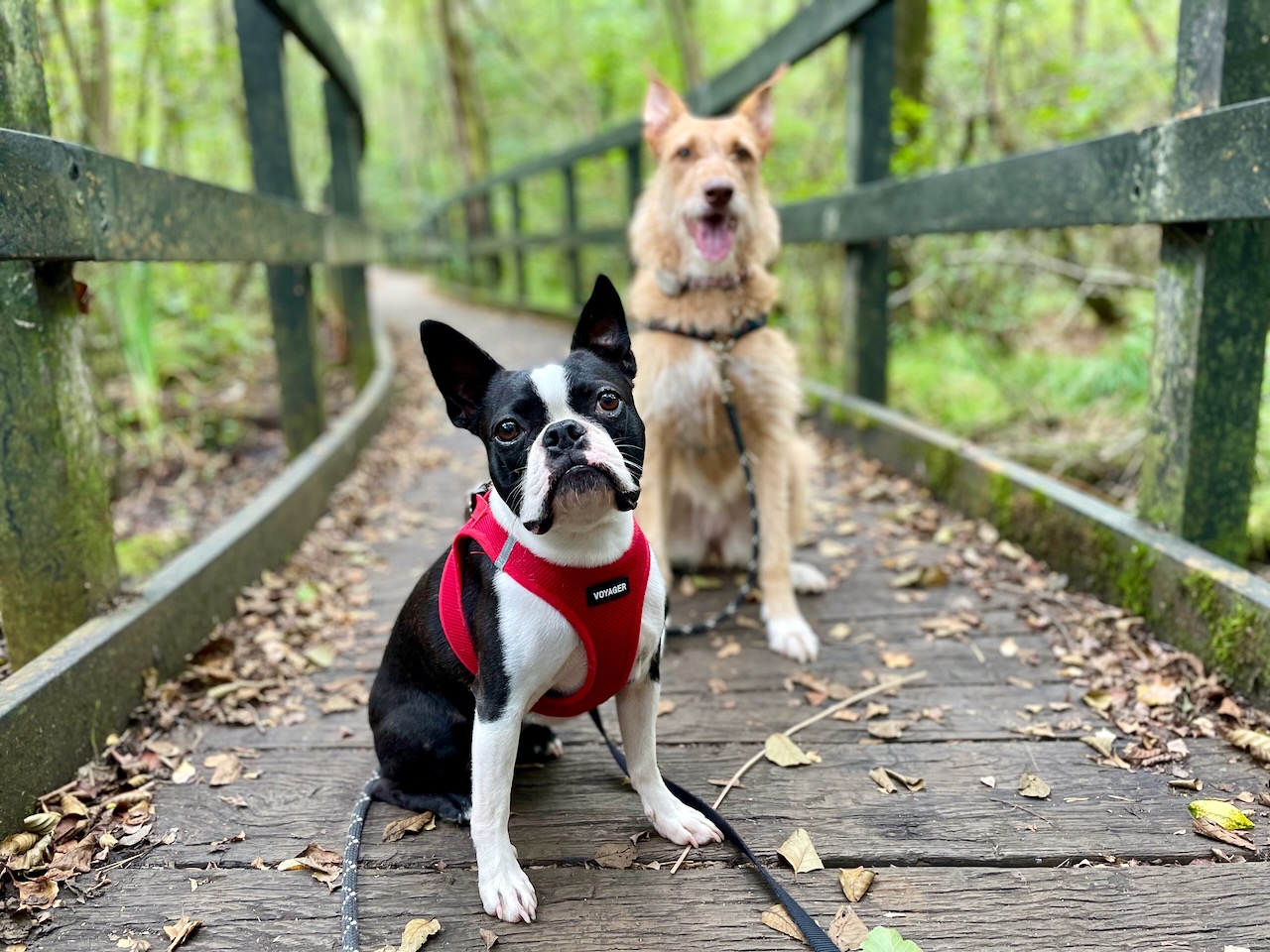 Exploring California Country Park, an awesome dog walk in Wokingham